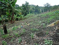 RG055 0105 Milpa.JPG