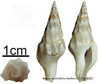 KT014 0849 Strombina angularis.JPG