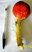 CBA0093 Amanita muscaria.JPG