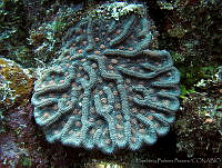 HBB0332 Mycetophyllia ferox.jpg