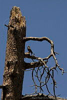MASM01020 Colaptes chrysoides.jpg