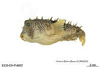 ME006 Peces 054 Chilomycterus schoepfii.jpg
