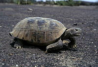 AB0238 Gopherus flavomarginatus.jpg