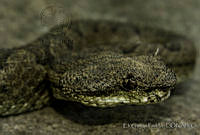 EGP0142 Ophryacus undulatus.jpg