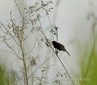 MGaves 3210 Amblycercus holosericeus.jpg