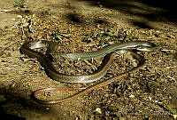 MDL0086 Masticophis bilineatus.jpg