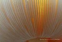 RSC001 Amanita muscaria.jpg