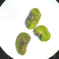 SL1557 Melinis repens.jpg