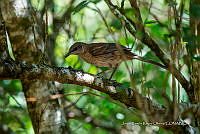 JRRO0362 Mimus parvulus.jpg