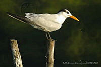PC0044 Thalasseus maximus.jpg