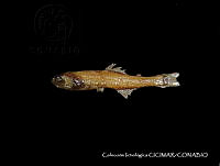 CICIMAR0539 Triphoturus nigrescens.jpg