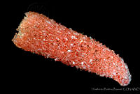 HBB0385 Pyrosoma sp..jpg