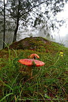 AYZH001 Amanita muscaria.jpg
