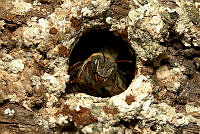 JRP01 Melipona sp..jpg