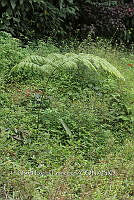 Zongo 3425 Lophosoria quadripinnata.jpg