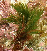 CF011  Cladophora microcladioides.jpg