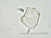 JSP131 Gonyaulax hyalina.JPG