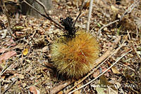 MRG-2018-1311 Pachycereus pecten-aboriginum (MEGA-4abr18-b).JPG