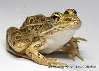 PJ016 0225 Lithobates spectabilis.JPG