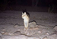 UNAMHBRM-9 Lynx rufus.jpg