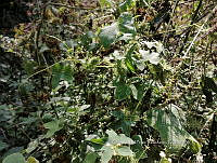 RG016 0712 Sicsyos microphyllum.jpg