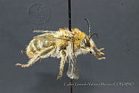 CGVM1235 Syntrichalonia exquisita.jpg