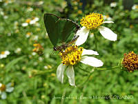 JCGM01015 Cyanophrys goodsoni.jpg