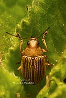 SM0491 Colaspis brunnea.jpg