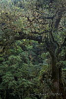 JSR05 Palenque, Chiapas.jpg