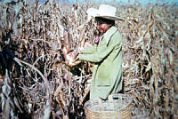 FGM0021 Zea mays.JPG