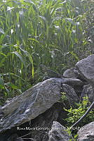 SG019 0299 Zea mays.jpg