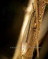 ESAI 0001 Chrysopidae.jpg