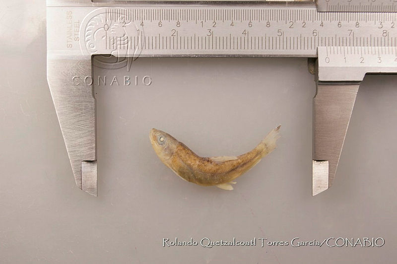RQTG0064%20Catostomus%20leopoldi.jpg.rSfRt L1Meu7bztjQA3g0JtbmFja29CbnFuZ3NAbXJ6LGtwZwA.y4BF2ROobe