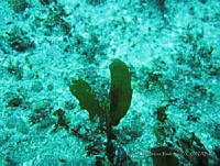 RRR0011 Sargassum lapazeanum.JPG