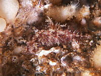 AEG0102 Stylocheilus striatus.jpg
