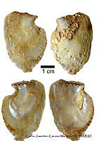 KT014 0276 Isognomon recognitus.JPG