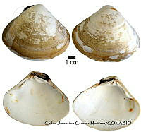 KT014 0388 Tivela stultorum.JPG
