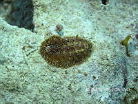 NE018 0731 Acanthochitona hemphilli.jpg