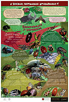 Escarabajos Español.jpg