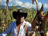 MN6NySH0038 Zea mays.jpg