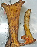 CBA0169 Gomphus floccosus.JPG