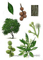 ADDLT0045 Conocarpus erectus.JPG