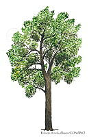 RAA0110 Populus deltoides.jpg