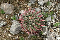 CAR 0067 Ferocactus gracilis.jpg