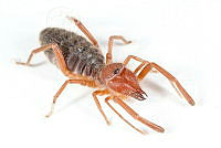 MASM07833 Eremobates sp..jpg