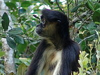 ILT0005 Ateles geoffroyi.jpg