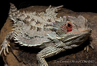 ECA0257 Phrynosoma orbiculare.jpg