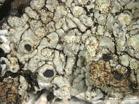 ABP185 Pyxine cf. mexicana.jpg