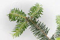 IMDOC 4825 Abies religiosa.jpg