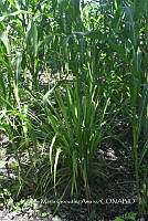 SG019 0281 Cymbopogon citratus, Zea mays.jpg